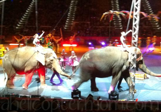 Ringling Bros.