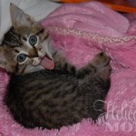 Cute Sleepy Kitten