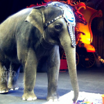 Ringling Bros. Barnum & Bailey Circus Elephant