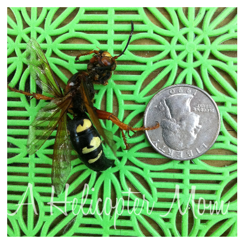 Attack of the Killer Hornets