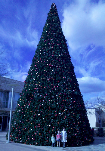 Christmas Tree Raleigh