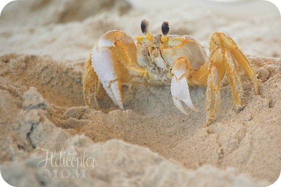 Beach Crab at Crystal Coast our North Carolina Shores Vacation