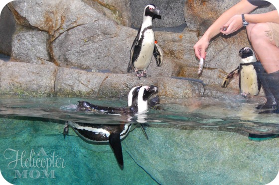 Penguins at the NC Aquarium - a great Summer Vacation Destination