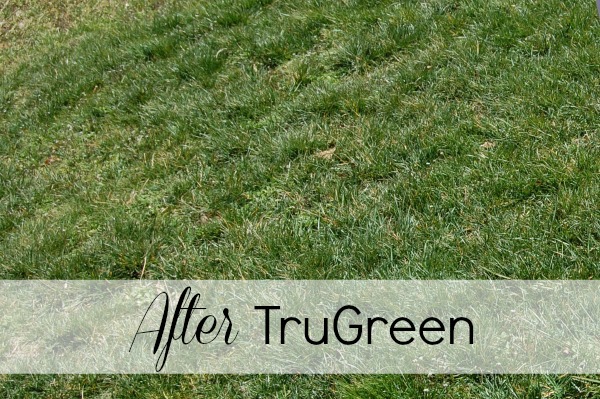 Trugreen Before And After Our Experience A Helicopter Mom