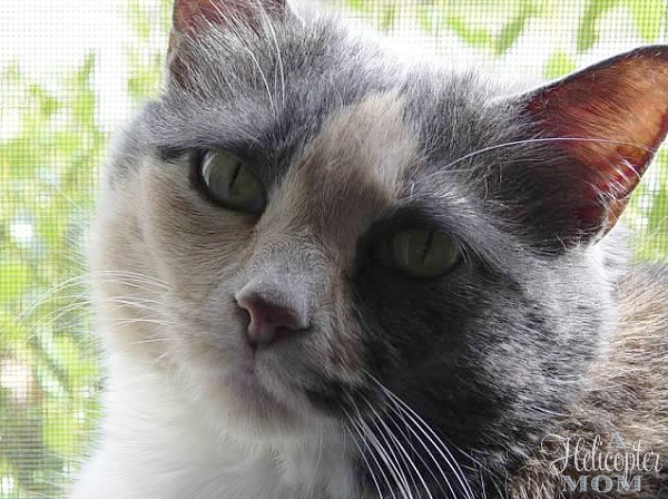 Mouse Mickey Cat's Pride