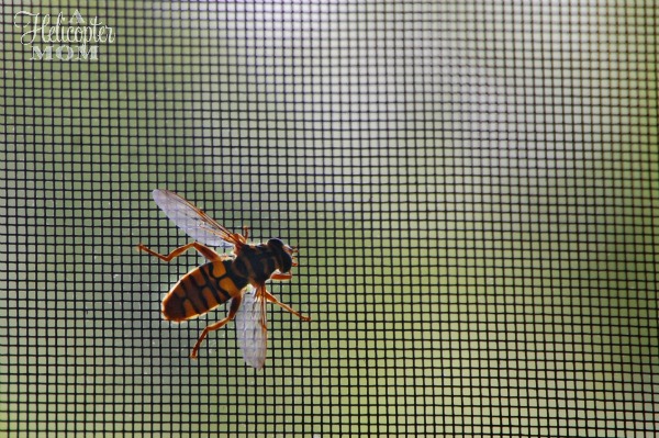 Bugs on the Back Porch