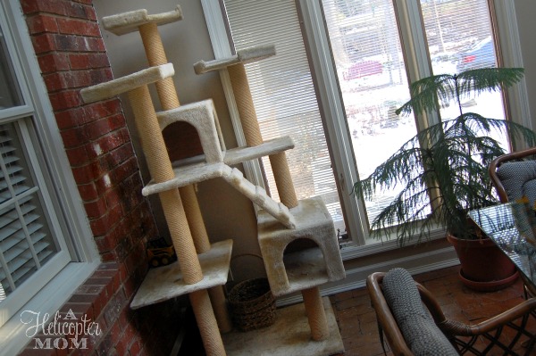 Cat Tree in Our House