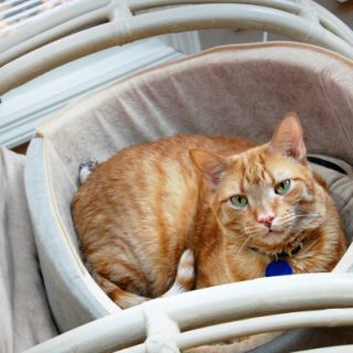 Giving Our Cats the Very Best – Free Cat Products