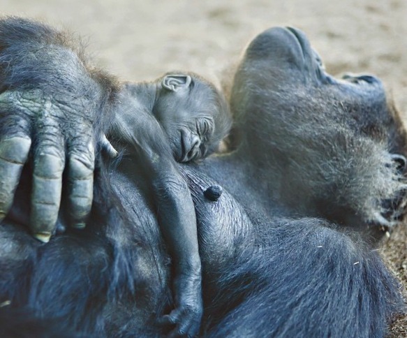 San Diego Zoo Safari Park