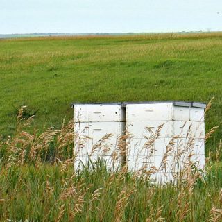 The Story of Honey – My Trip To An Apiary