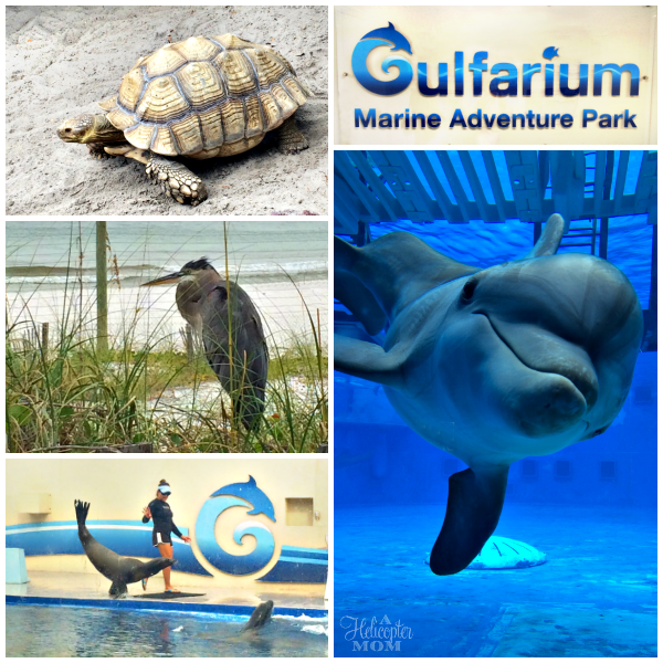 Gulfarium Marine Adventure Park - Things to do in Destin