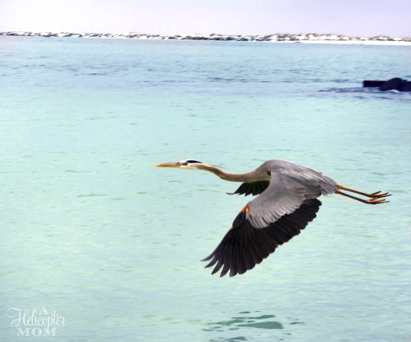 The Beauty of Destin Florida - Things to Do in Destin