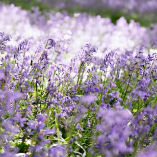 Help For Seasonal Allergies