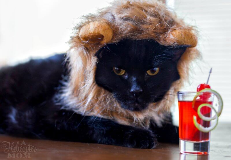 Why Cats Drink - Jingle Juice Cocktail Recipe