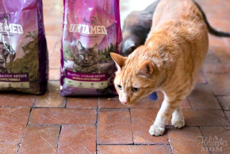 Our Happy and Healthy Pets Cats UNTAMED