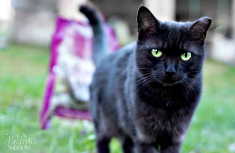 Our Happy and Healthy Pets UNTAMED