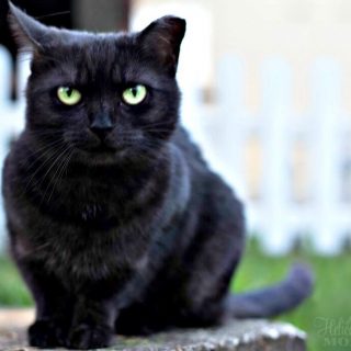 Happy and Healthy Pets – UNTAMED