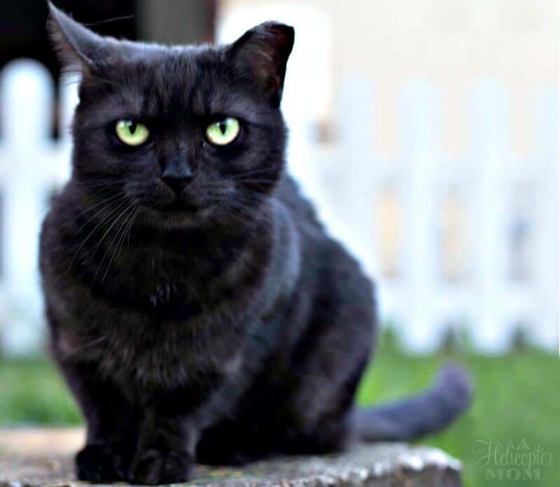 UNTAMED Happy and Healthy Pets